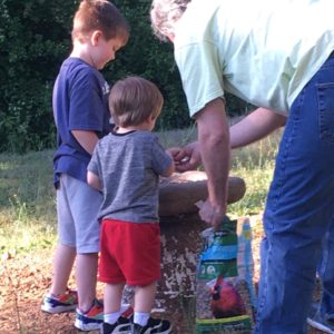 Feeding the birds, bird feeder