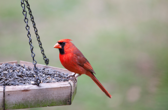 bird feeder cardinal