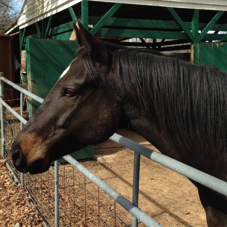 Picture of retired Thoroughbred racehorse