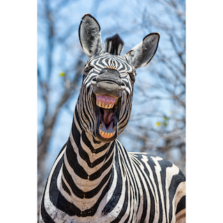 funny zebra animal storytelling ideas