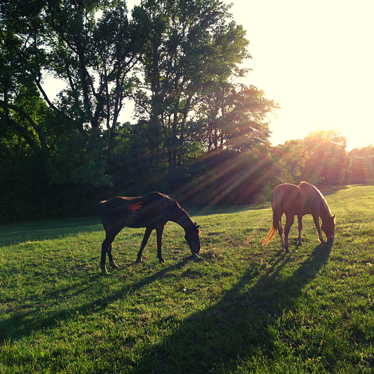 My Horses: A Lifelong Love That Brings Me Joy