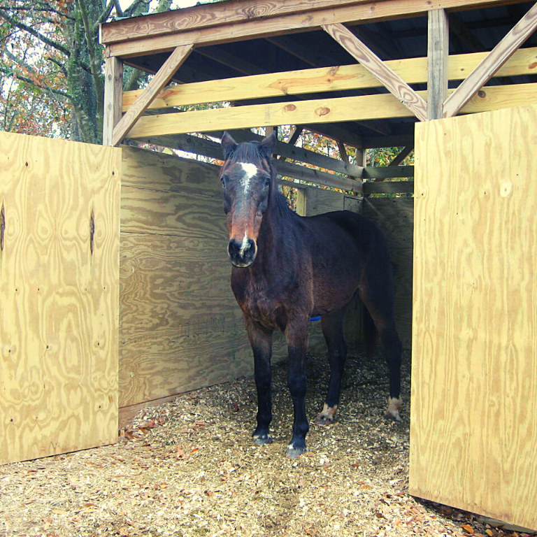 Horse standing in barn door opening