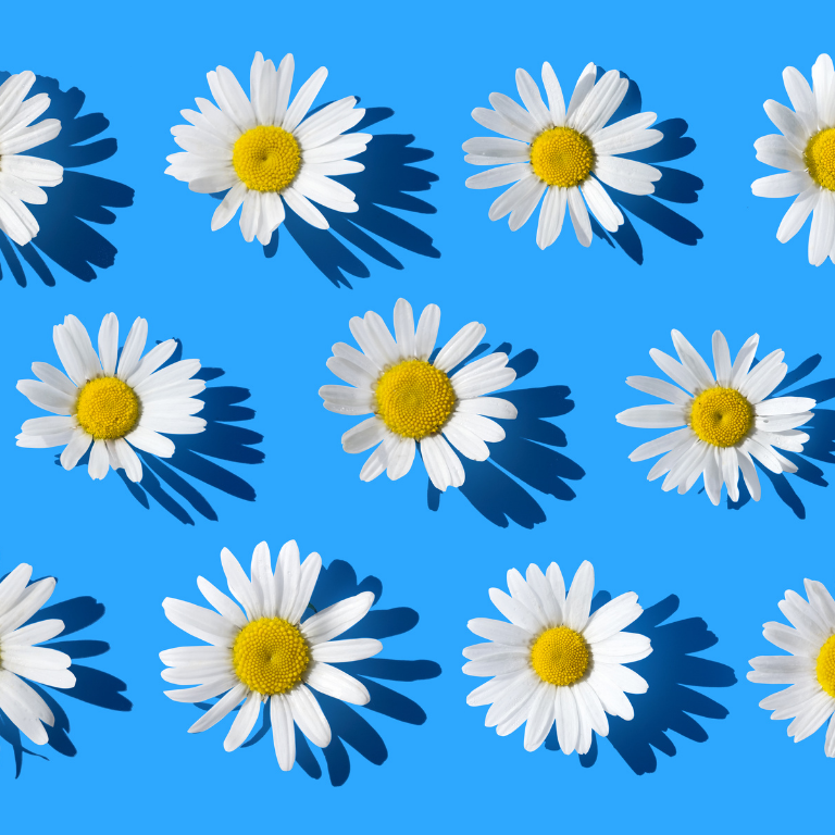 Cheerful Daisies