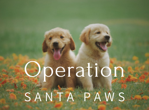 operation Santa paws, help animal shelters, humane society, animal rescue,